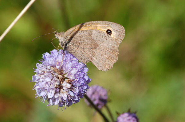 Schmetterlinge auf einer Blüte